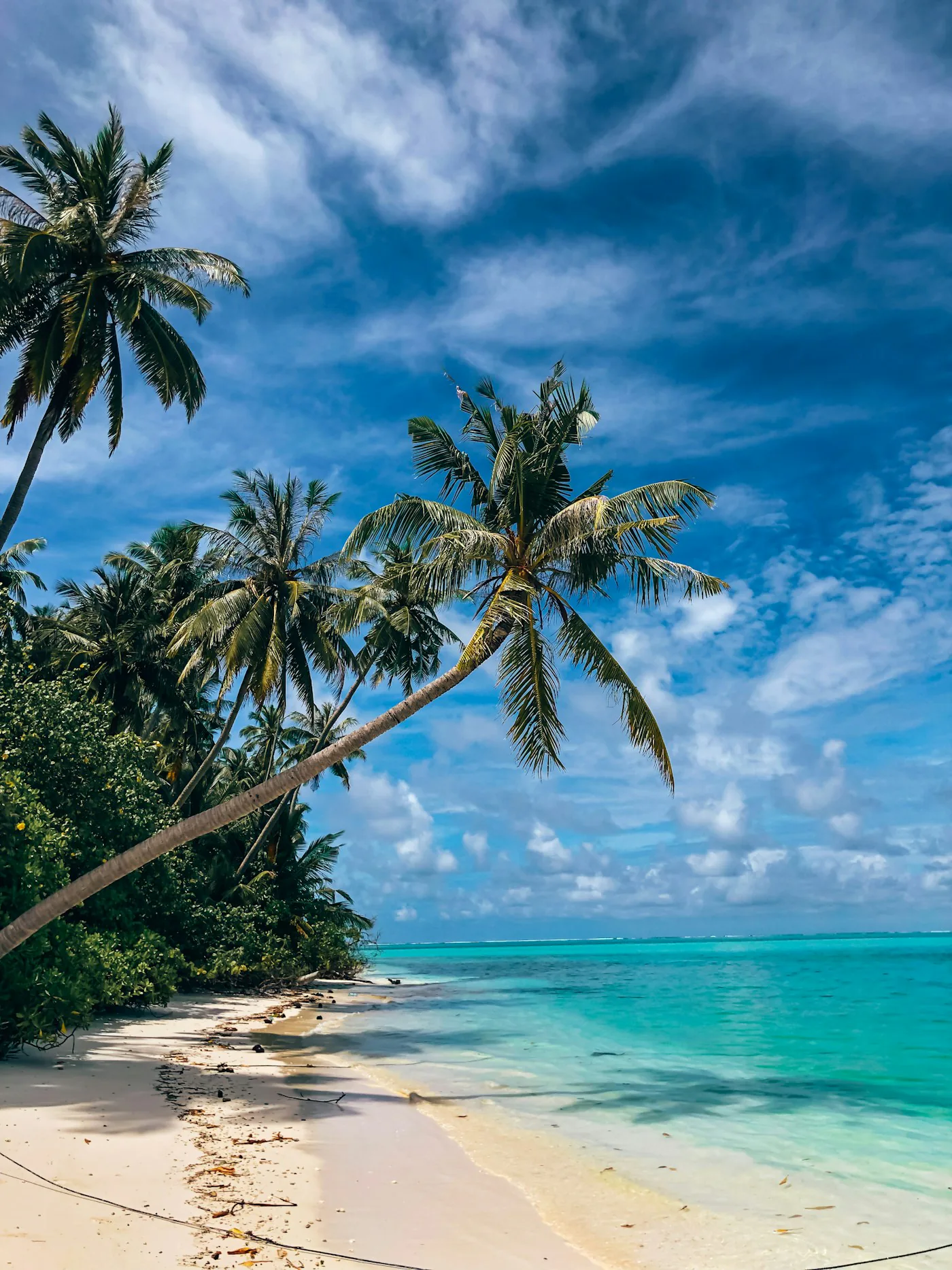 Tropical beach with palm trees and clear blue water
