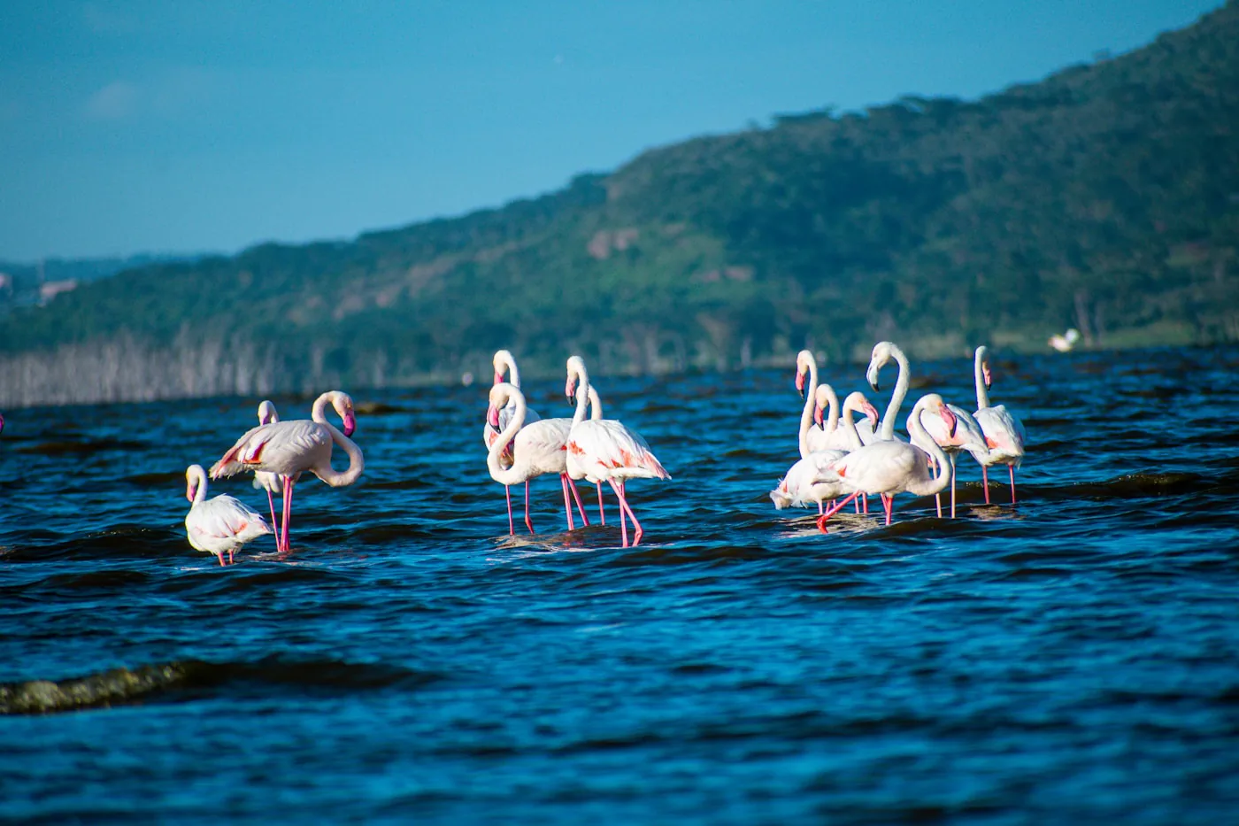 3 Days Lake Nakuru Safari
