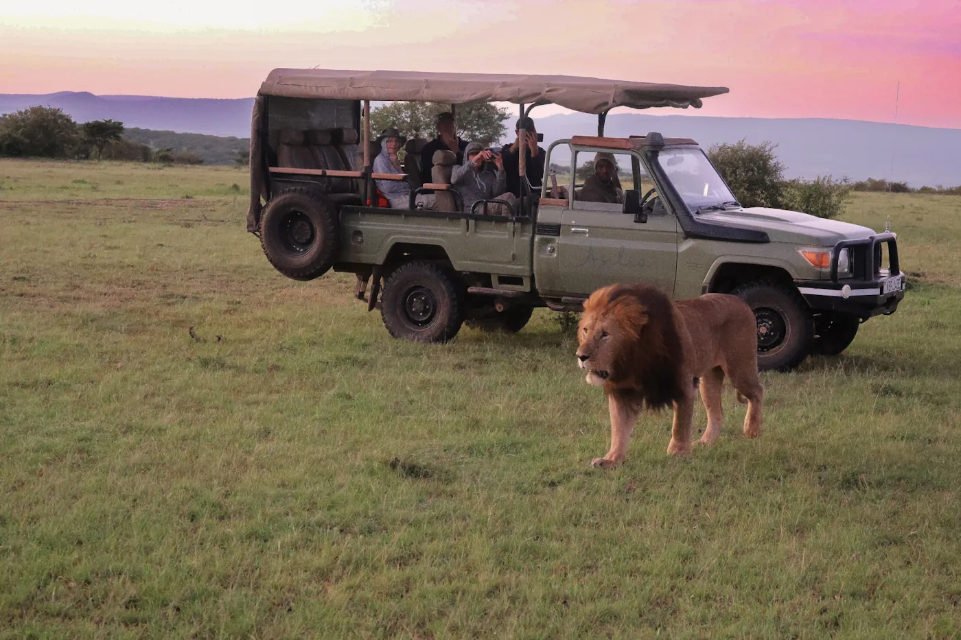 Lion beside a safari vehicle at sunrise in Kenya